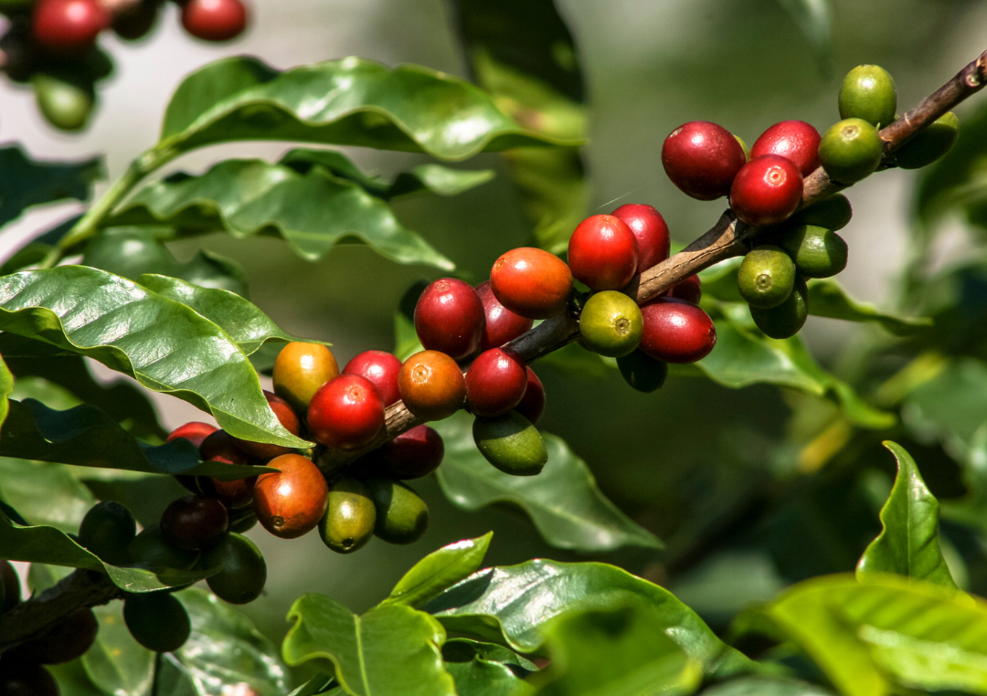 Header - hvad er kaffe